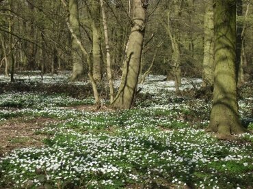 Wood Anemonies