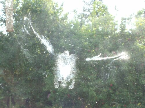 Ghost bird