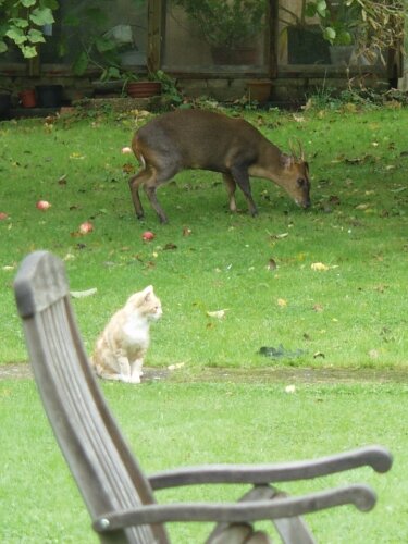 Muntjac Deer