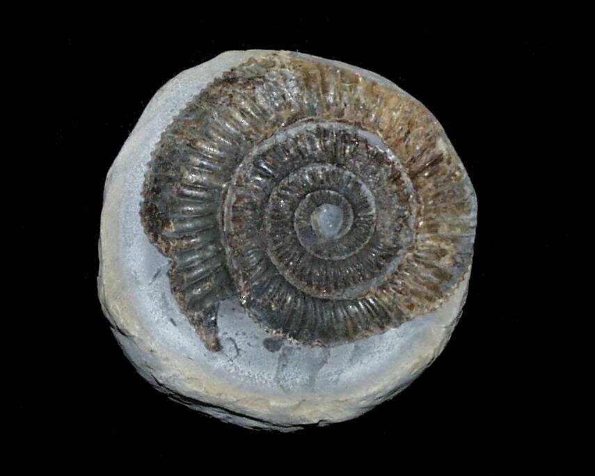 Photograph of Ammonite (Dactylioceras commune), North Yorkshire, England