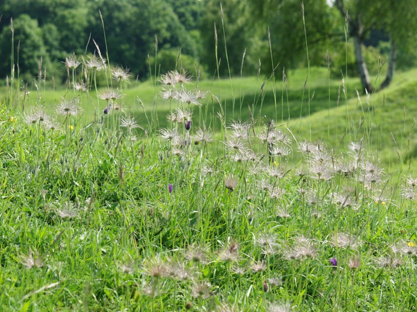 View of seed heads of Pasqueflower (Pulsatilla vulgaris), Barnack Hills and Holes, Northamptonshire, England, Great Britain