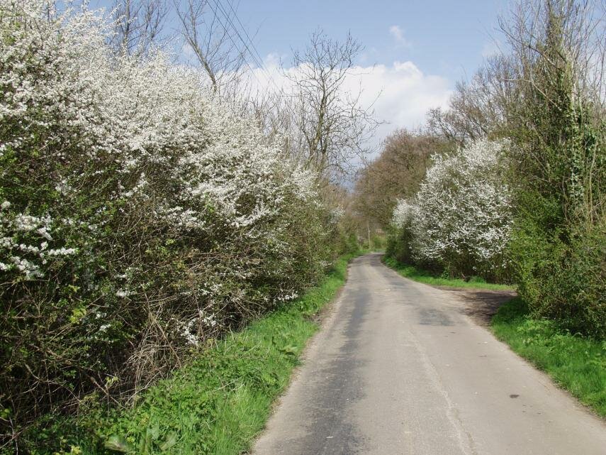 Photograph of Blackthorn