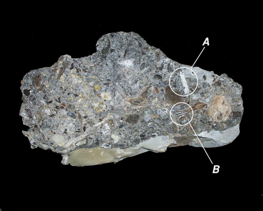 Photograph of a fragment of Rheatic Bone Bed, Blue Anchor, Somerset, England