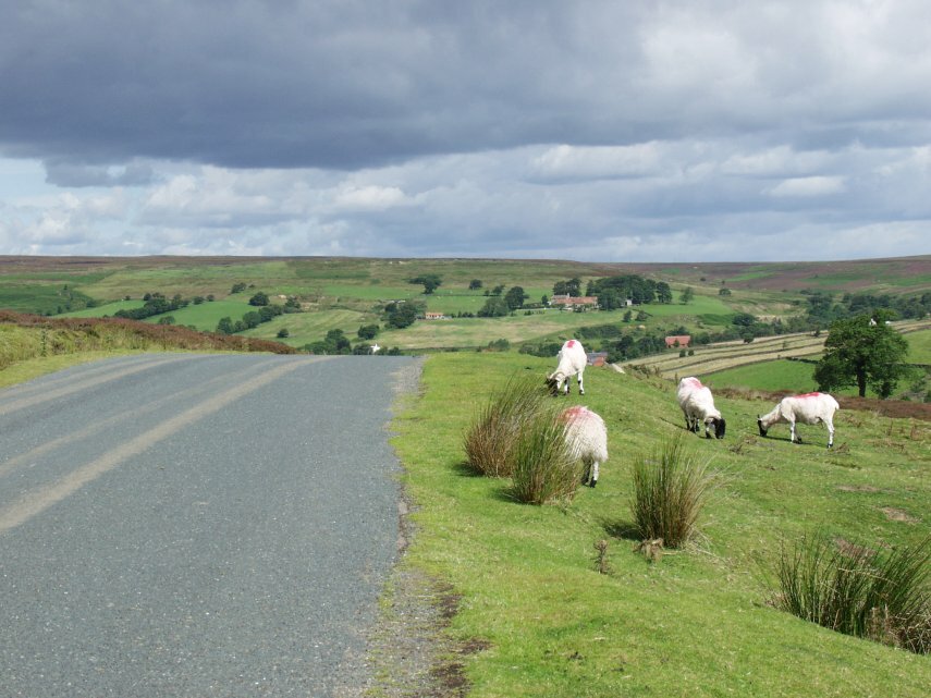 Kildale Moor, Yorkshire, England, Great Britain