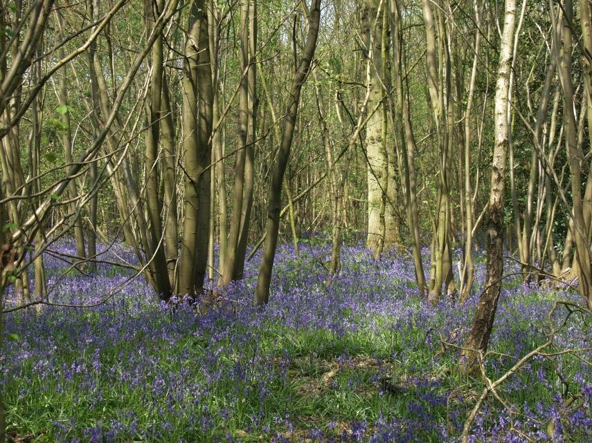 Chalkney Wood, Coggeshall, Essex, England, Great Britain