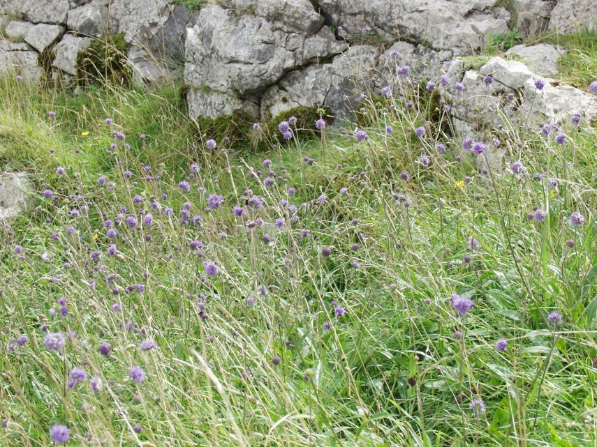 Photos - Devil's Bit Scabious