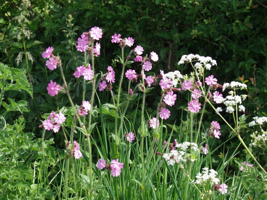 Red Campion, Dovers Hill, Chipping Campden, Gloucestershire, England, Great Britain