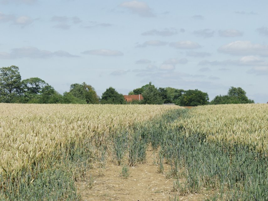 The path across a field, White Notley, Braintree, Essex, England, Great Britain