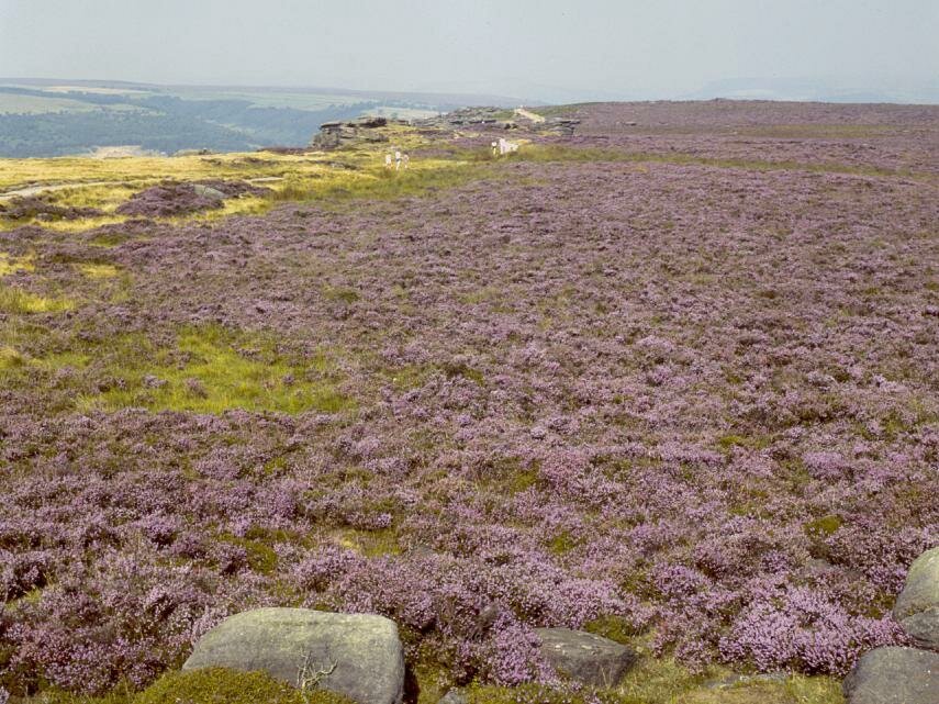 View of Curbar Edge & Big Moor, Peak District, Derbyshire, England - Countryside