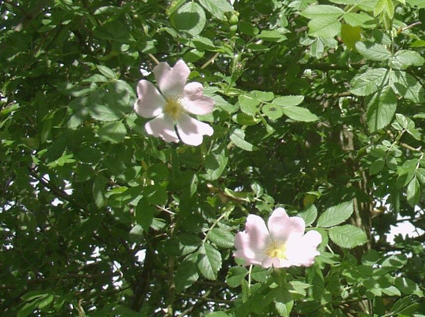 Photo - Dog Rose