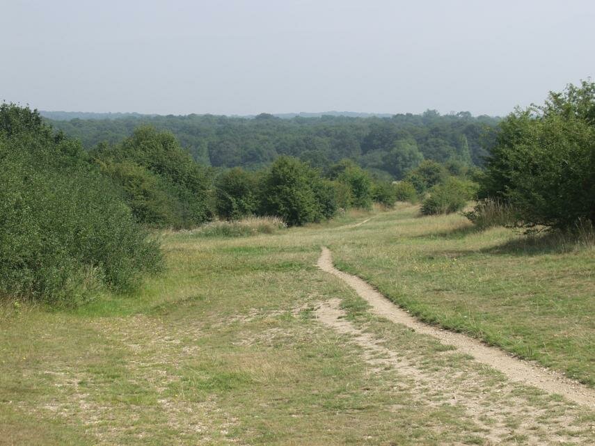 The View over Chingford Plain (2), Epping Forest, Essex, England, Great Britain