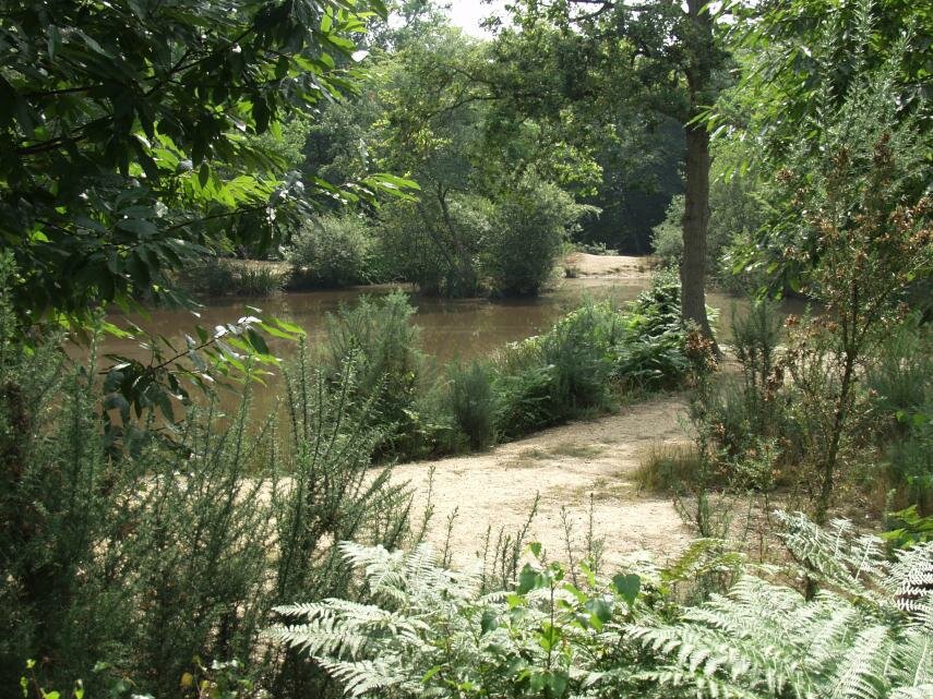 View of Strawberry Hill pond, Epping Forest, Essex, England, Great Britain