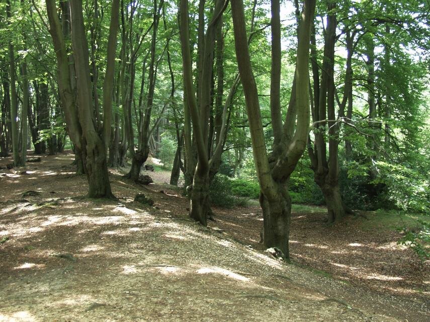 Loughton Camp, Epping Forest, Essex, England, Great Britain