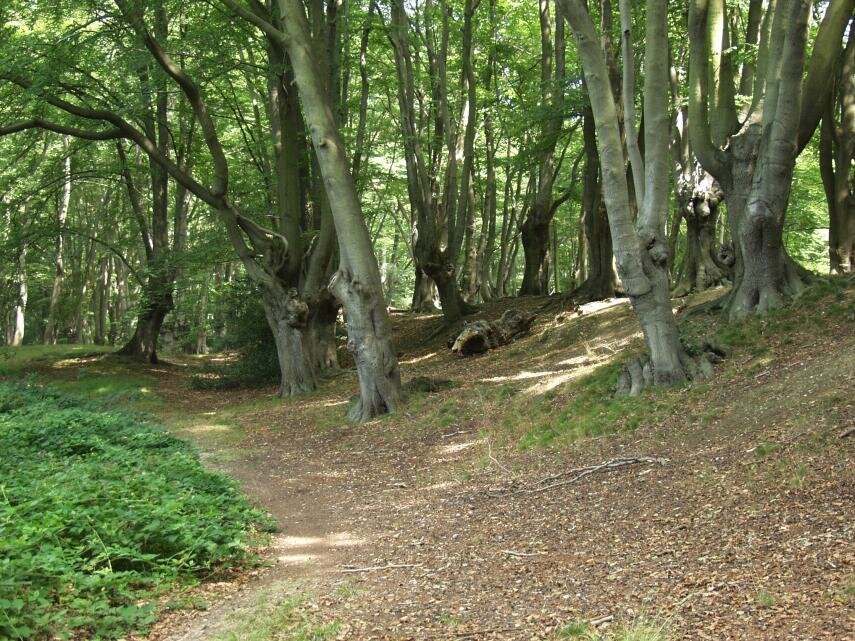 Loughton Camp Iron-Age Earthwork, Epping Forest, Essex, England, Great Britain