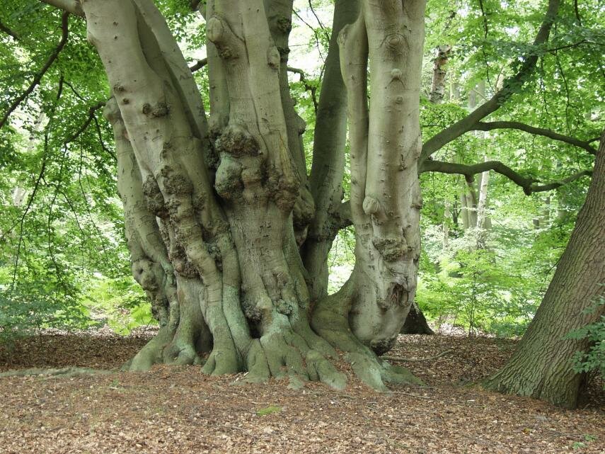 A large Beech Coppard, Epping Forest, Essex, England, Great Britain
