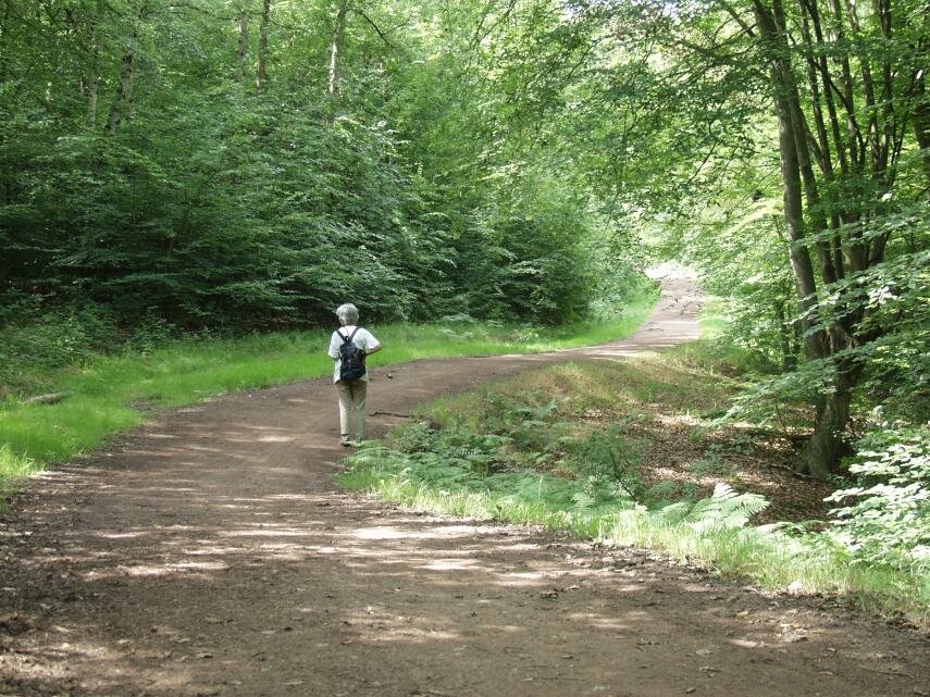 The Green Ride, Epping Forest, Essex, England, Great Britain