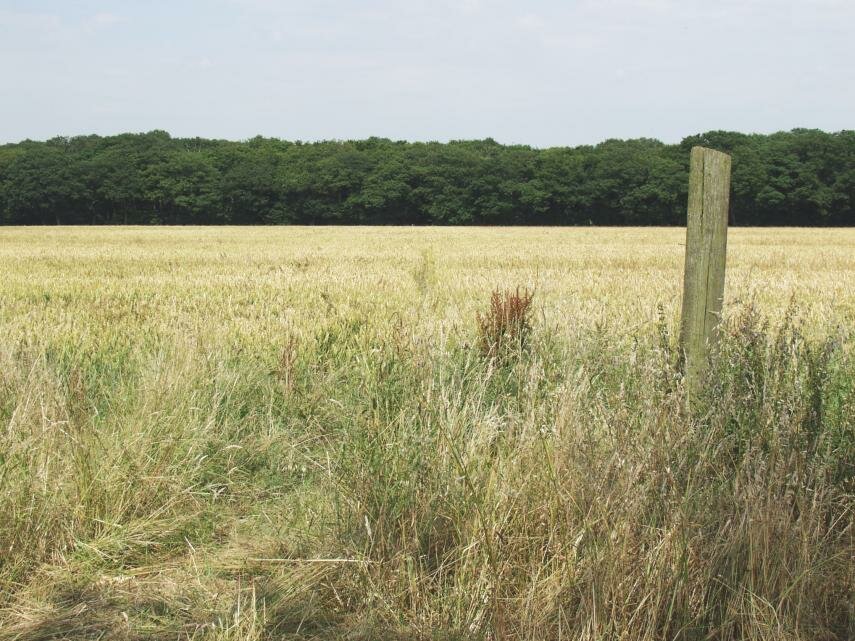 Photograph of a footpath 4