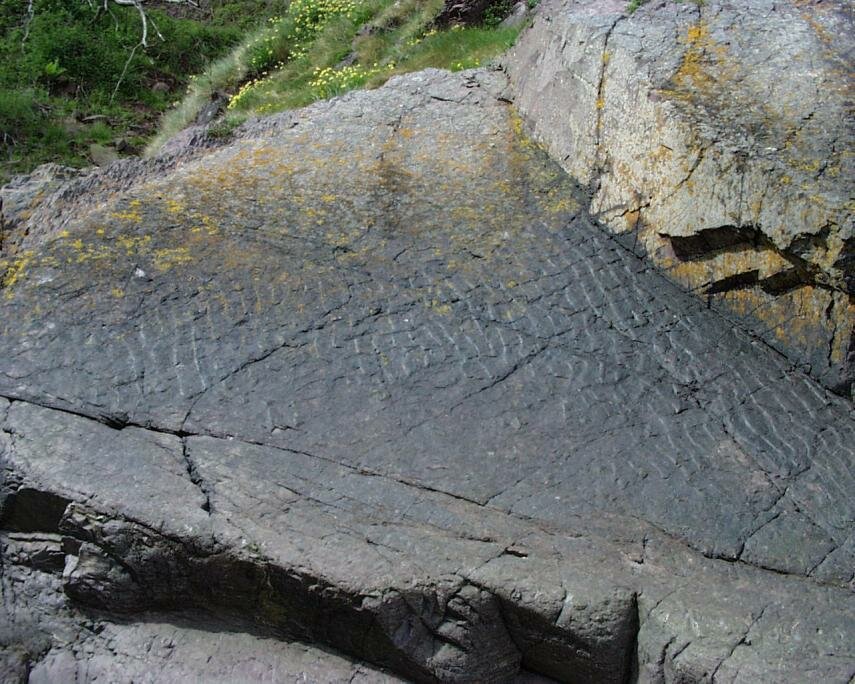 Photograph of fossil ripples in Devonian sediments, Porlock Weir, Somerset, England