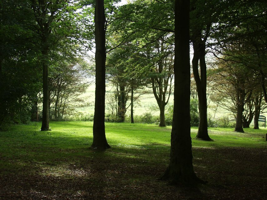 On the edge of the forest, Friston Forest, Sussex, England, Great Britain