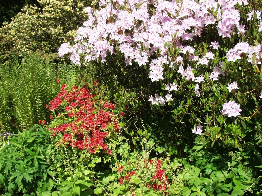 Azaleas in the Lower Stream Garden, Hidcote Manor Gardens, Chipping Campden, Gloucestershire, England, Great Britain