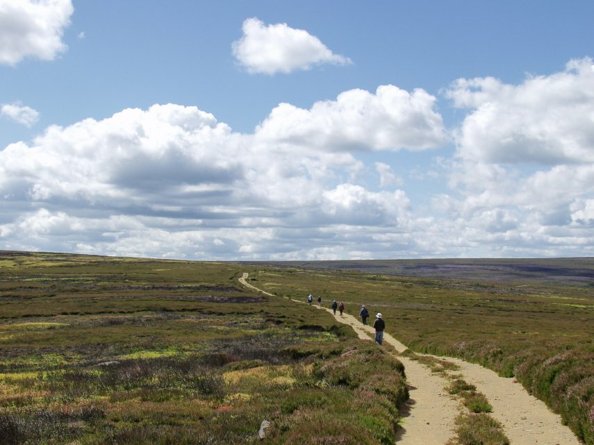 Baysdale Moor, Yorkshire, England, Great Britain