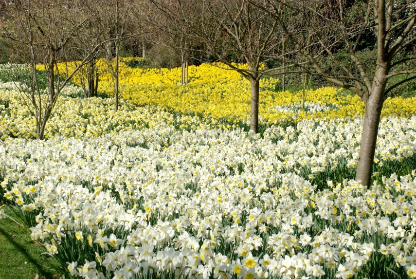 Daffodils in April, Greenwich, London, England, Great Britain