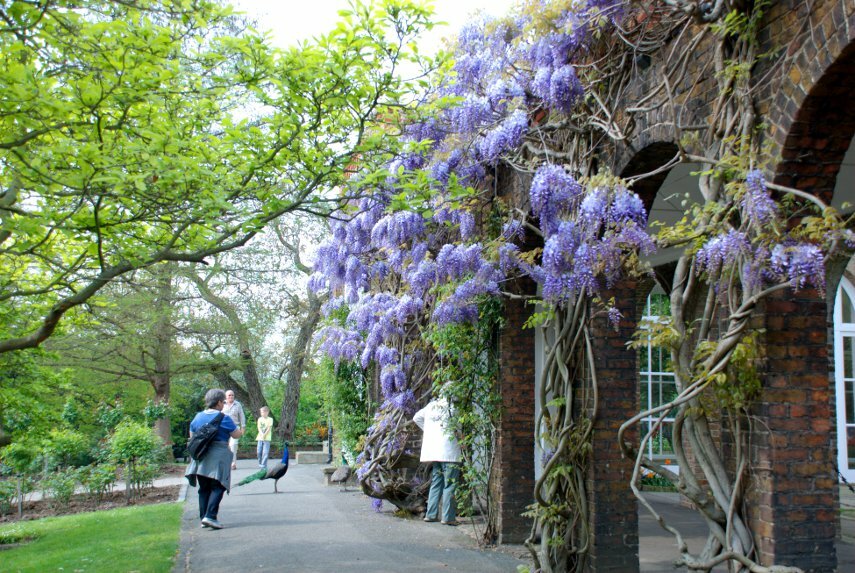 Holland park