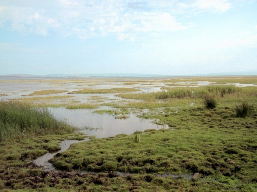 The Salt Marshes at low tide, New Forest, Hampshire, England, Great Britain