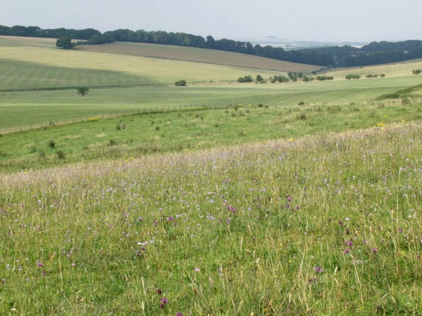 Scabious Flowers, Pewsey Down, Wiltshire, England, Great Britain