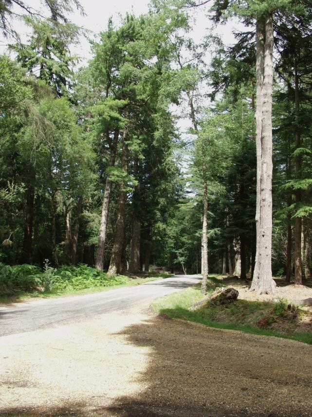 View of the New Forest, Hampshire, England