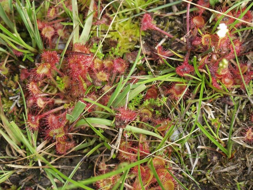 Photo of Common Sundew