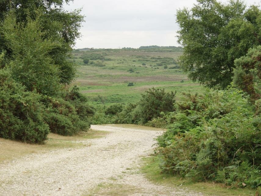Godshill Ridge, New Forest, Hampshire, England, Great Britain