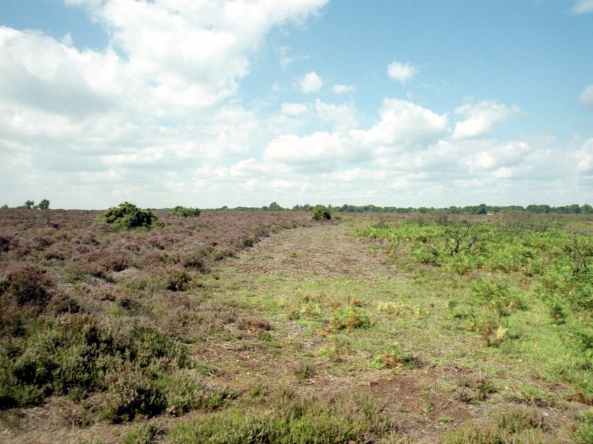 Heather near Burley, New Forest, Hampshire, England, Great Britain