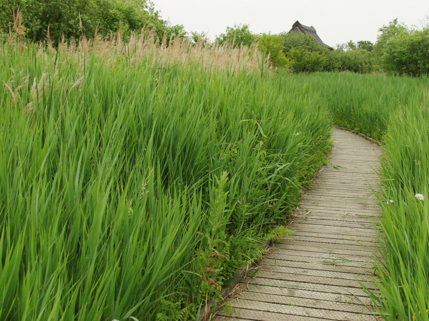 Photgraph of a reed bed, Ranworth Nature Reserve, Ranworth, Norfolk