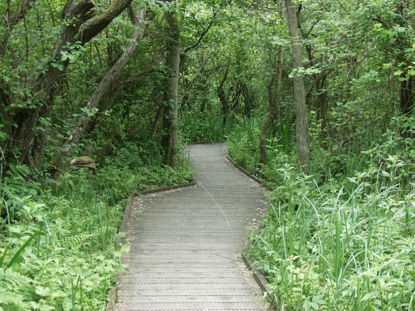 Photgraph of Ranworth Nature Reserve, Ranworth, Norfolk