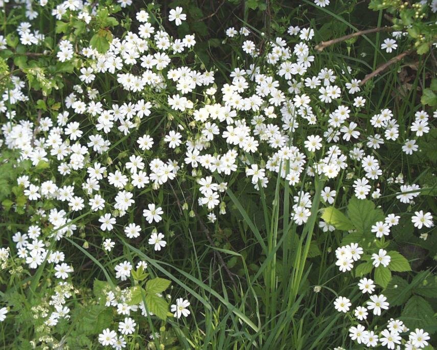 Photo of Greater Stitchwort