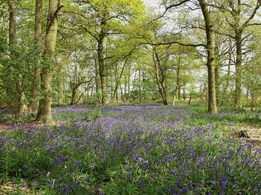 Photograph of Bluebells