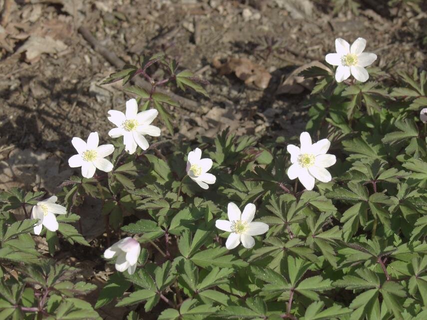 Wood Anemone (Anemone nemorosa), Tiptree, Essex, England, Great Britain