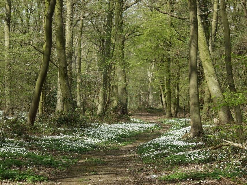 Photo of Wood Anemone
