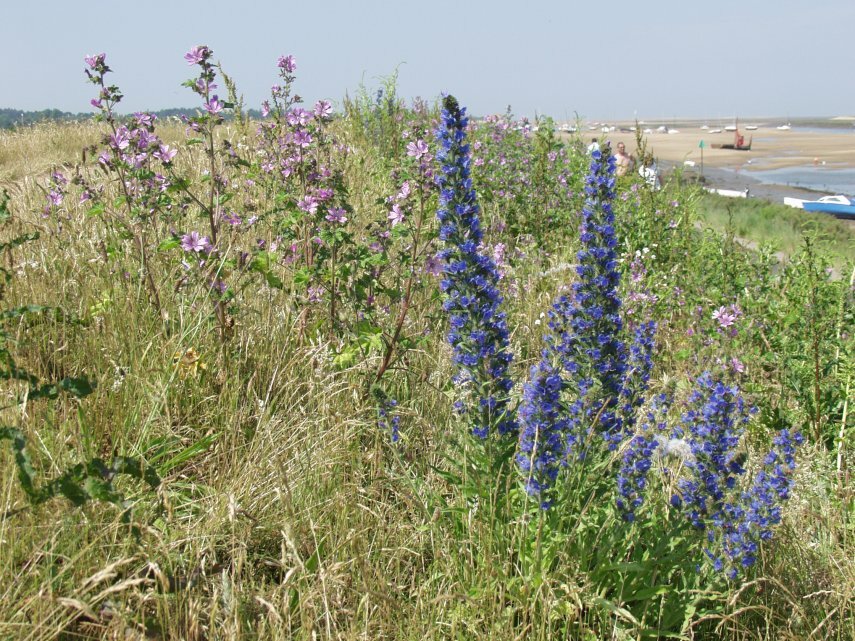 Photgraph of Vipers Bugloss (Echium vulgarare) and Common Mallow (Malvas sylvestris), Wells-next-the-Sea, norfolk