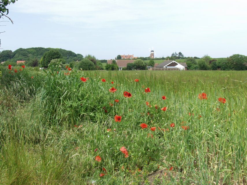 Poppies, Weybourne, Norfolk, England, Great Britain