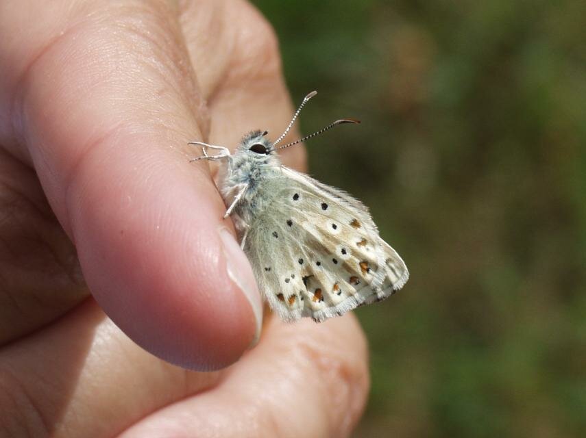 A Blue Butterfly, St. Catherine's Hill, Winchester, Hampshire, England, Great Britain