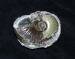 Library stock images, pictures, photographs, photos of fossils in Great Britain