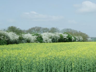 Blackthorn Blossom