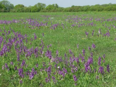 Green Winged orchids